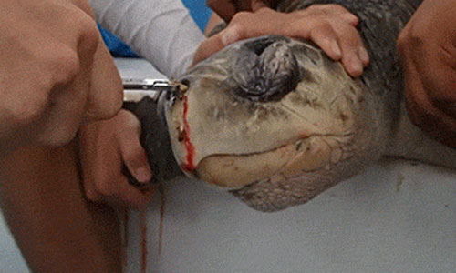 海龜鼻孔里的吸管